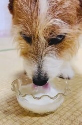 ヤギミルクを飲む犬