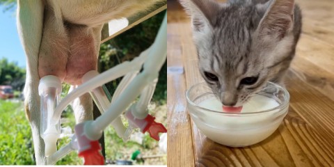 搾乳の様子とヤギミルクを飲む猫